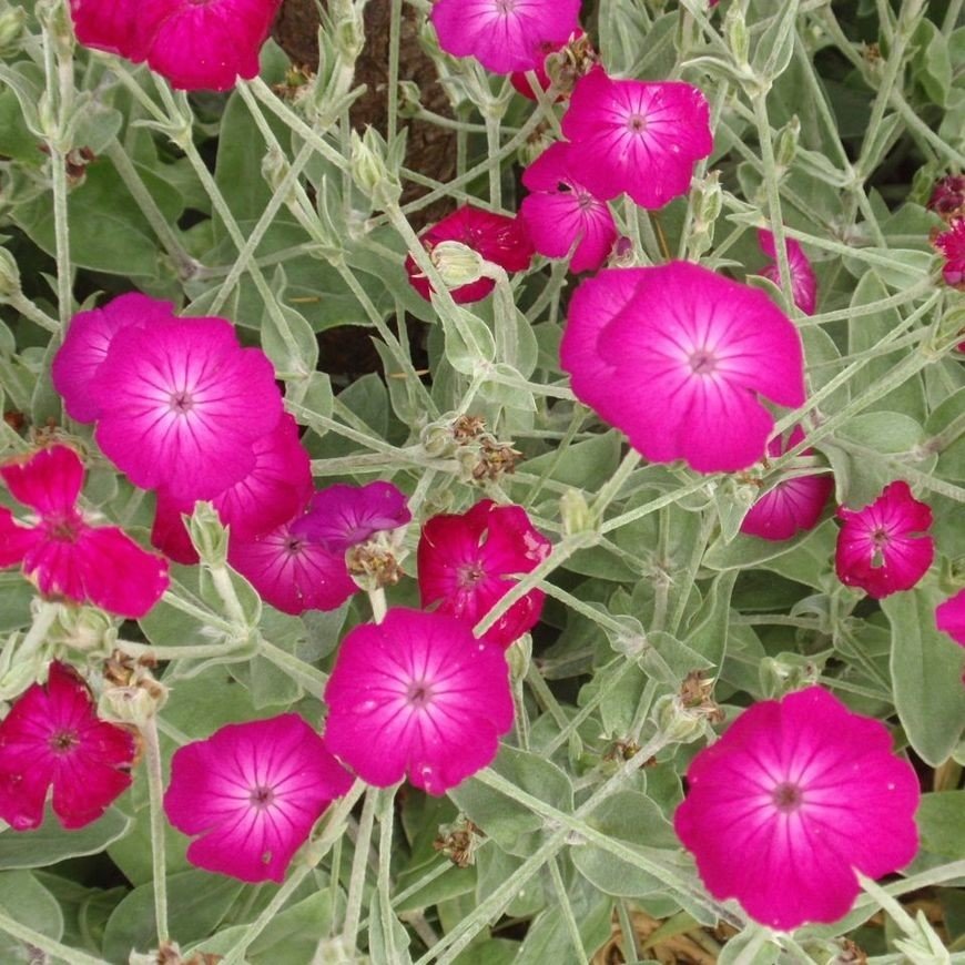 Lychnis