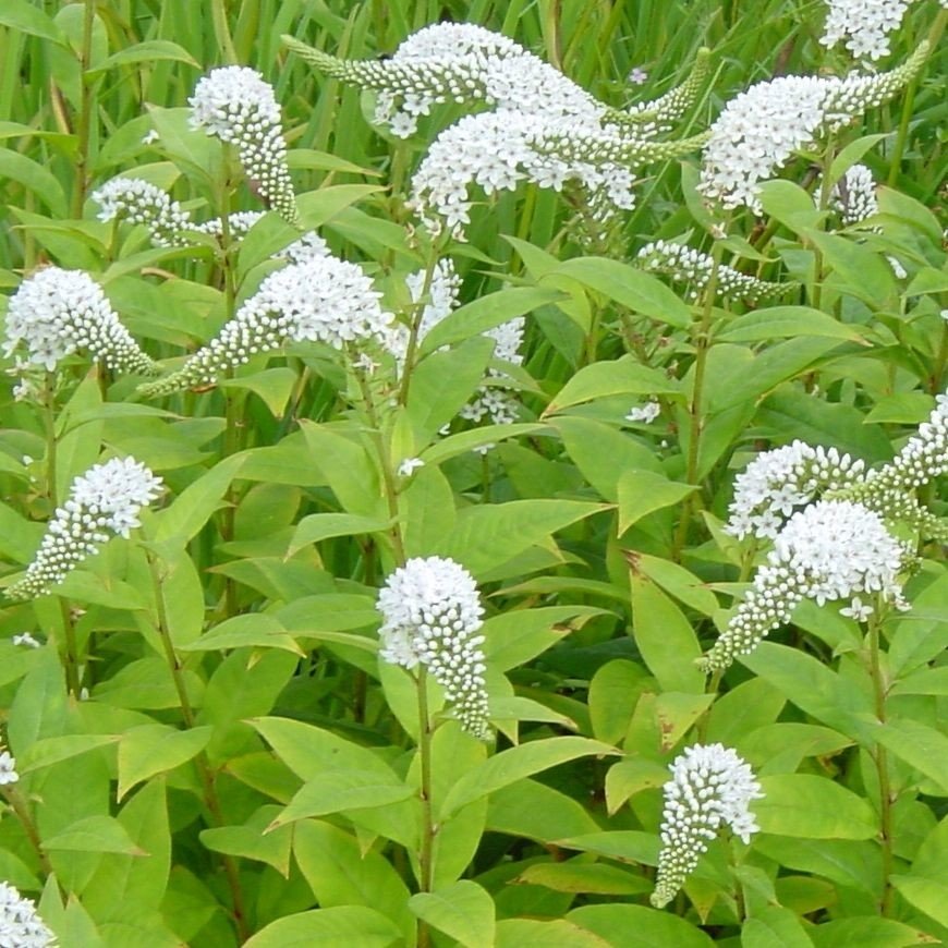 Lysimachia