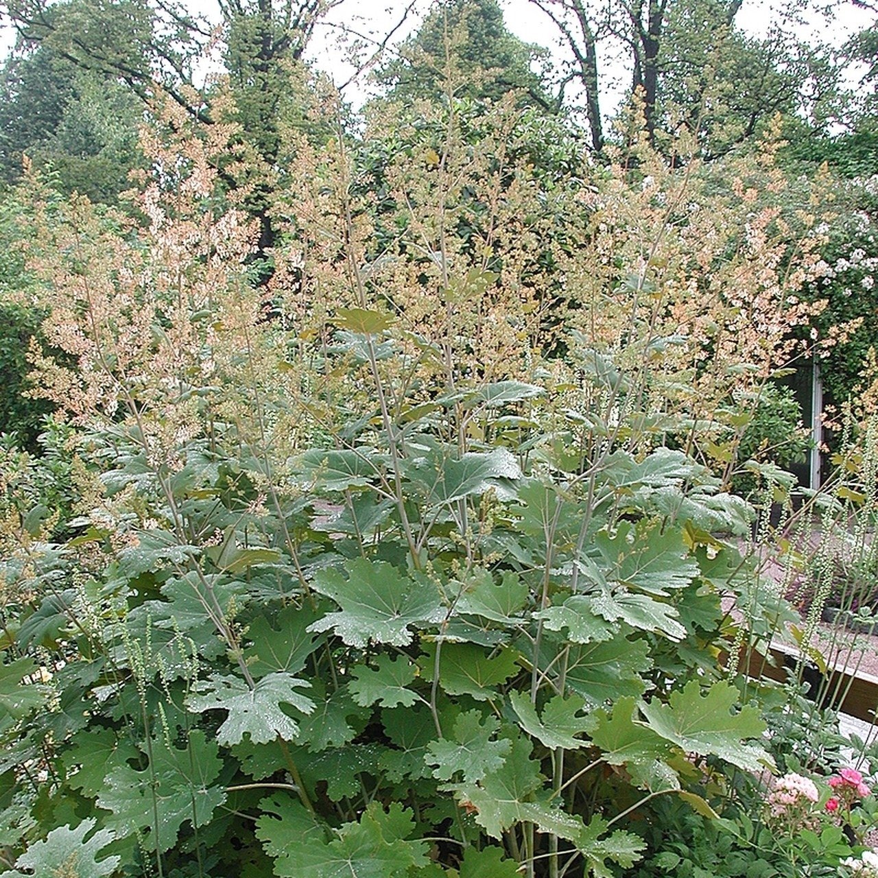 Macleaya