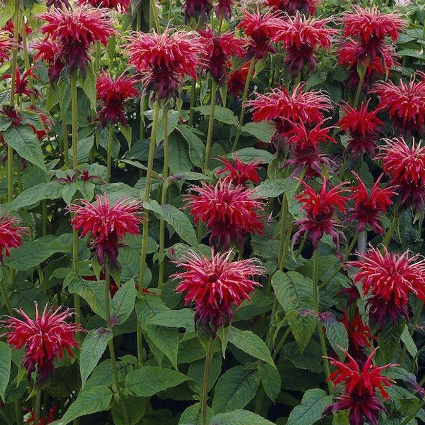 Monarda