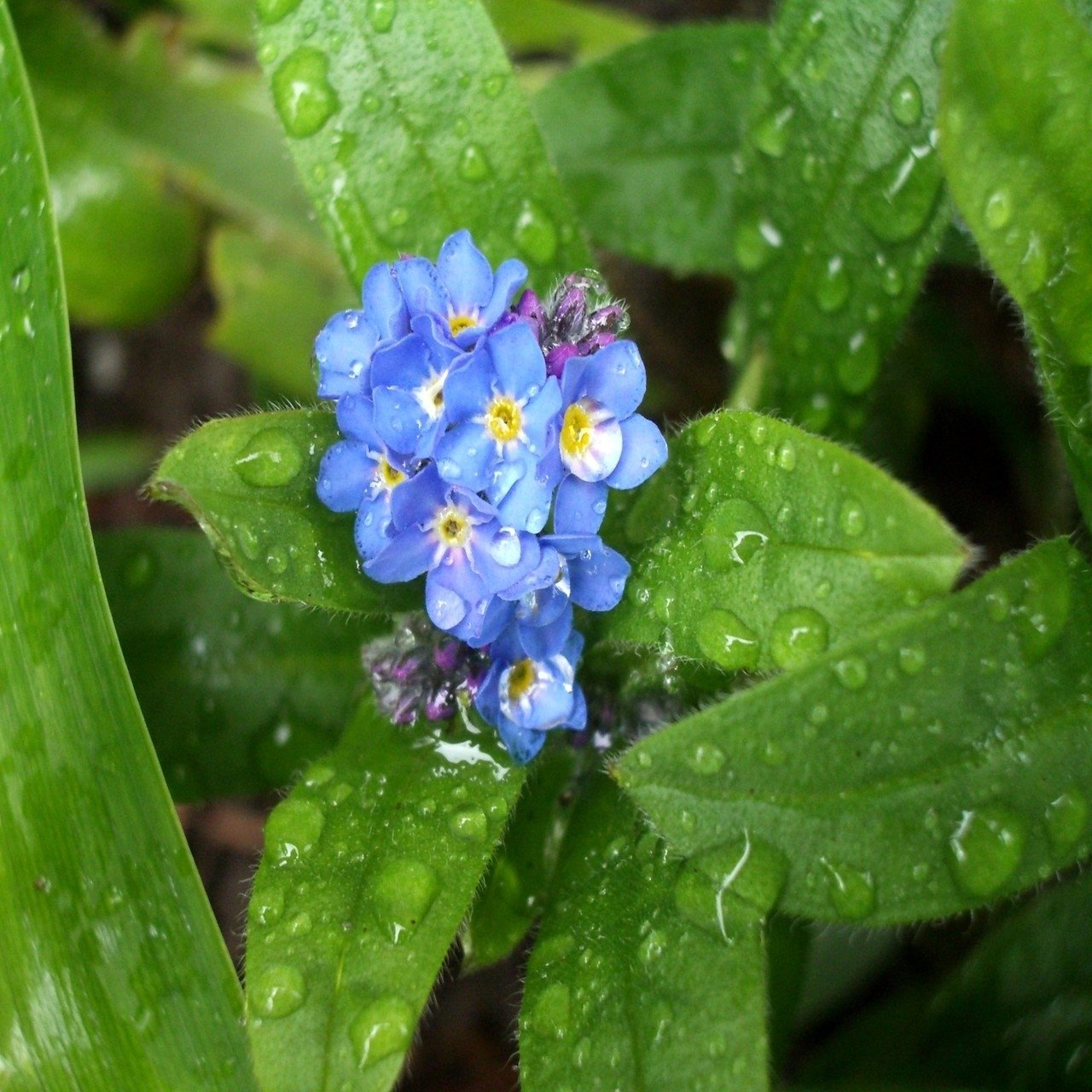 Myosotis