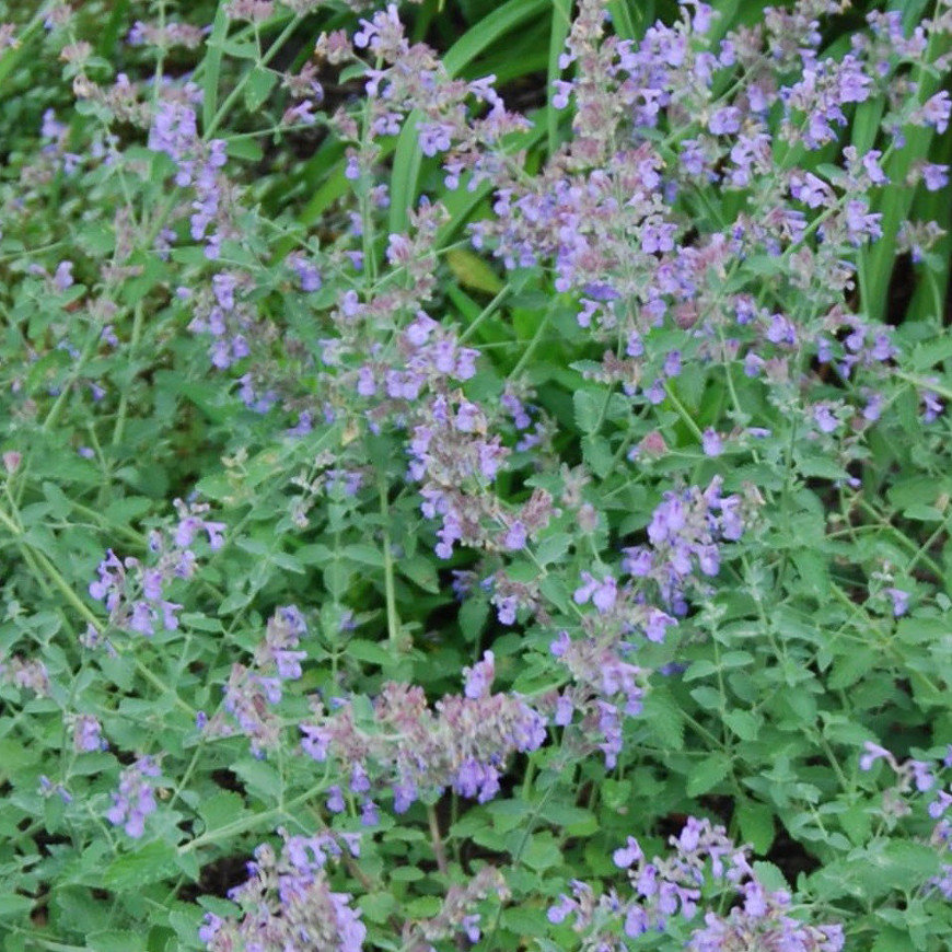 Nepeta