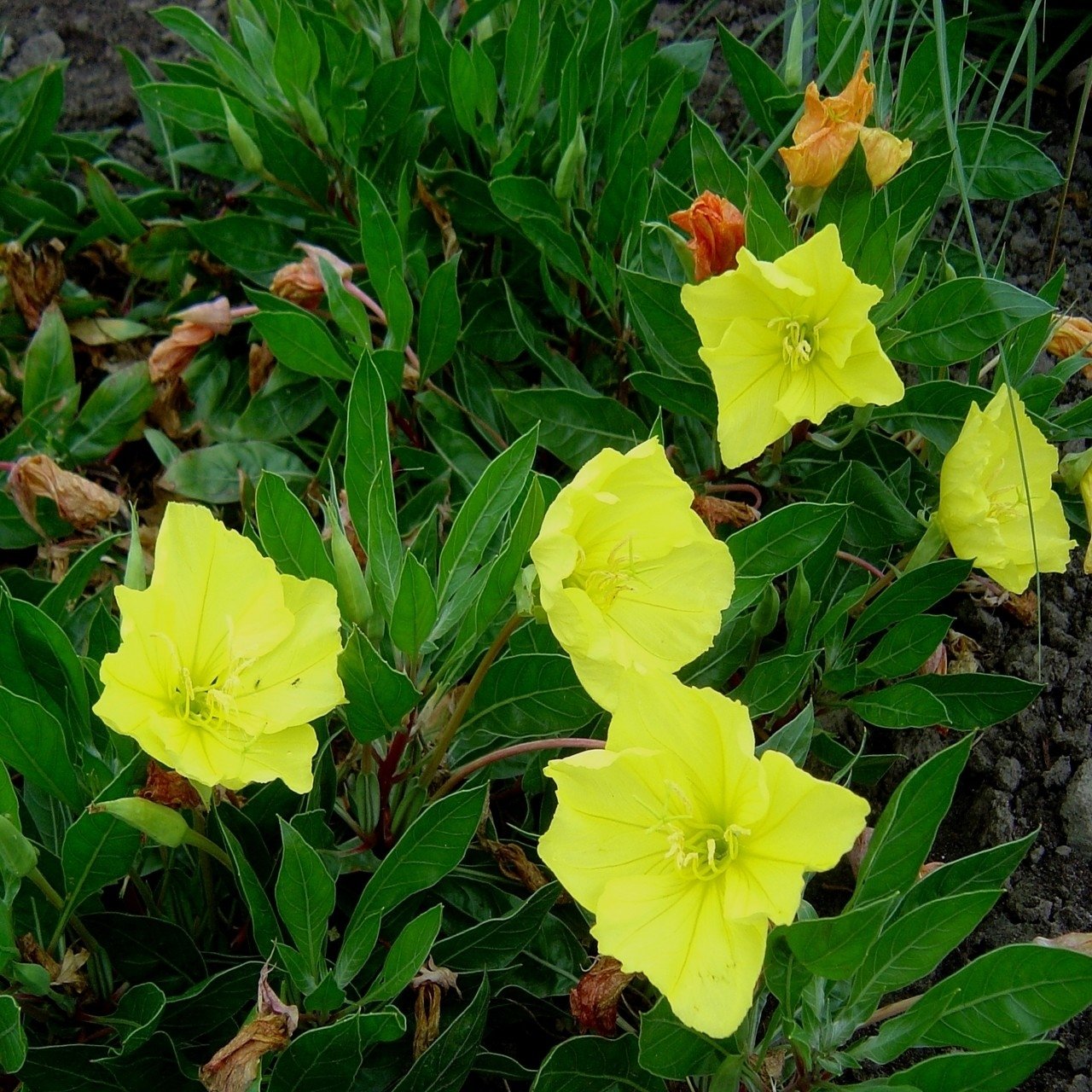 Oenothera