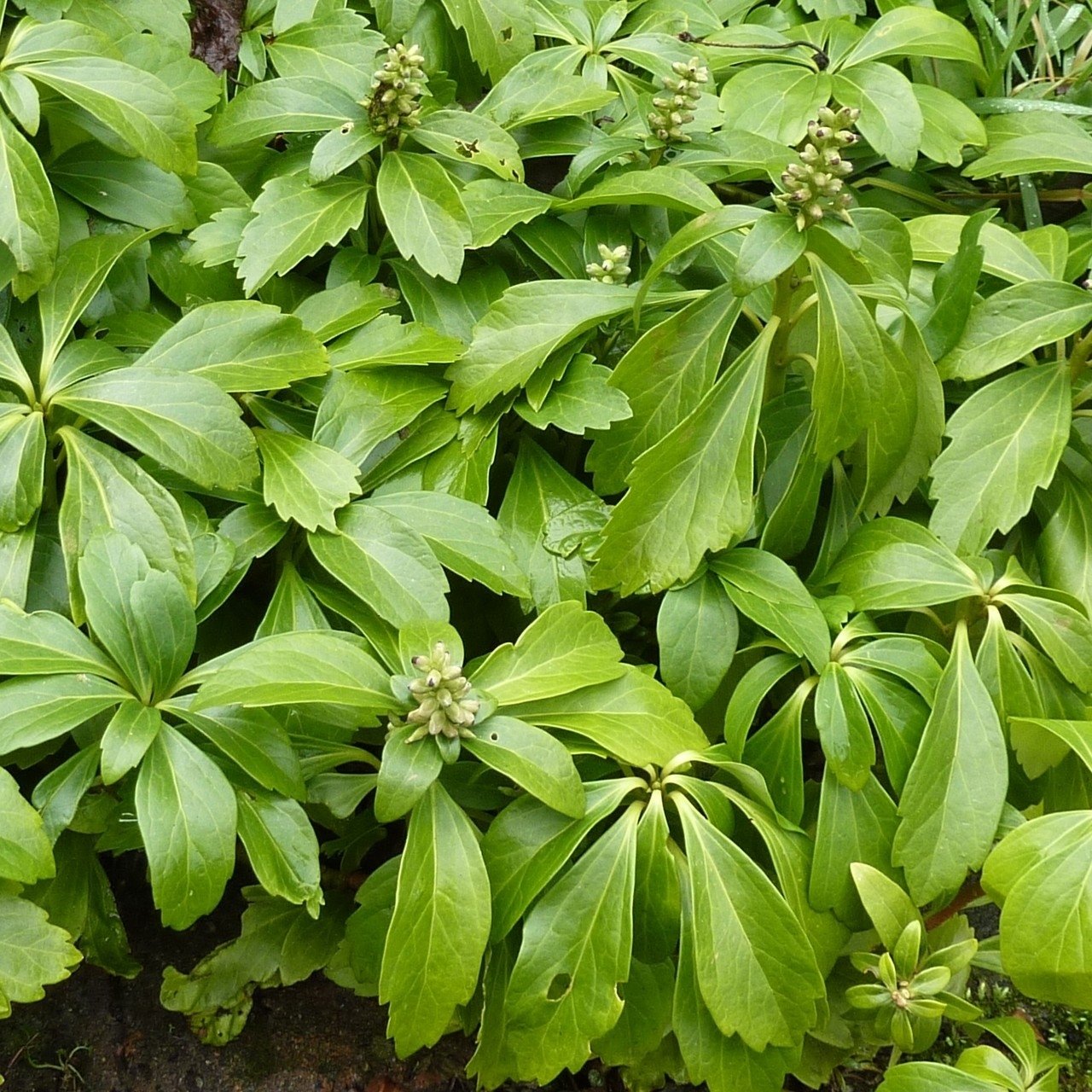 Pachysandra