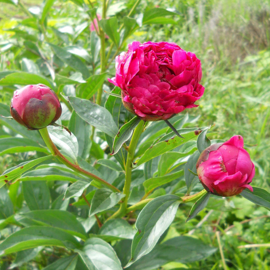 Paeonia