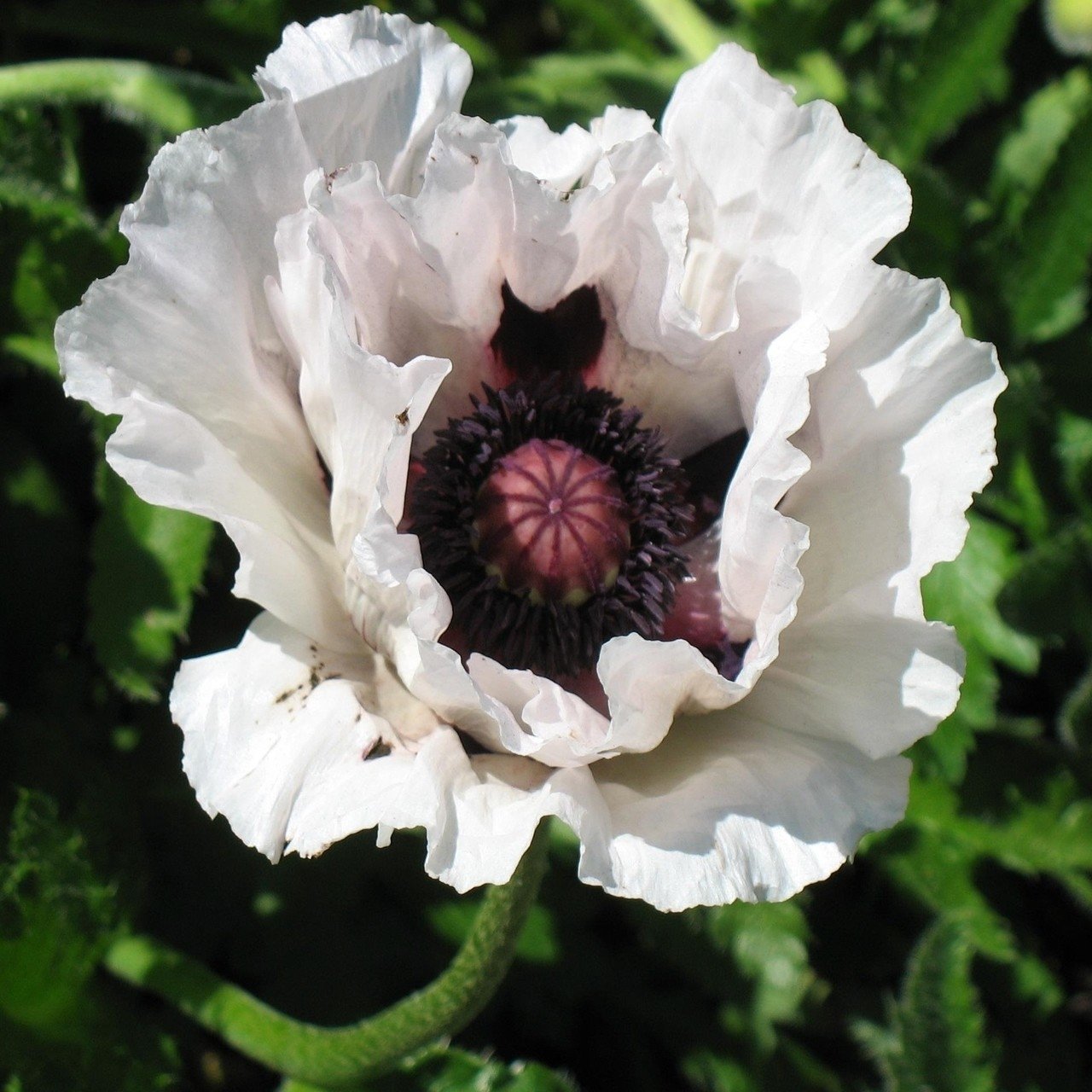 Papaver