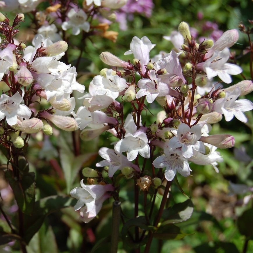 Penstemon