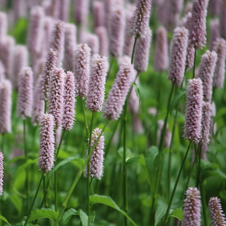 Persicaria