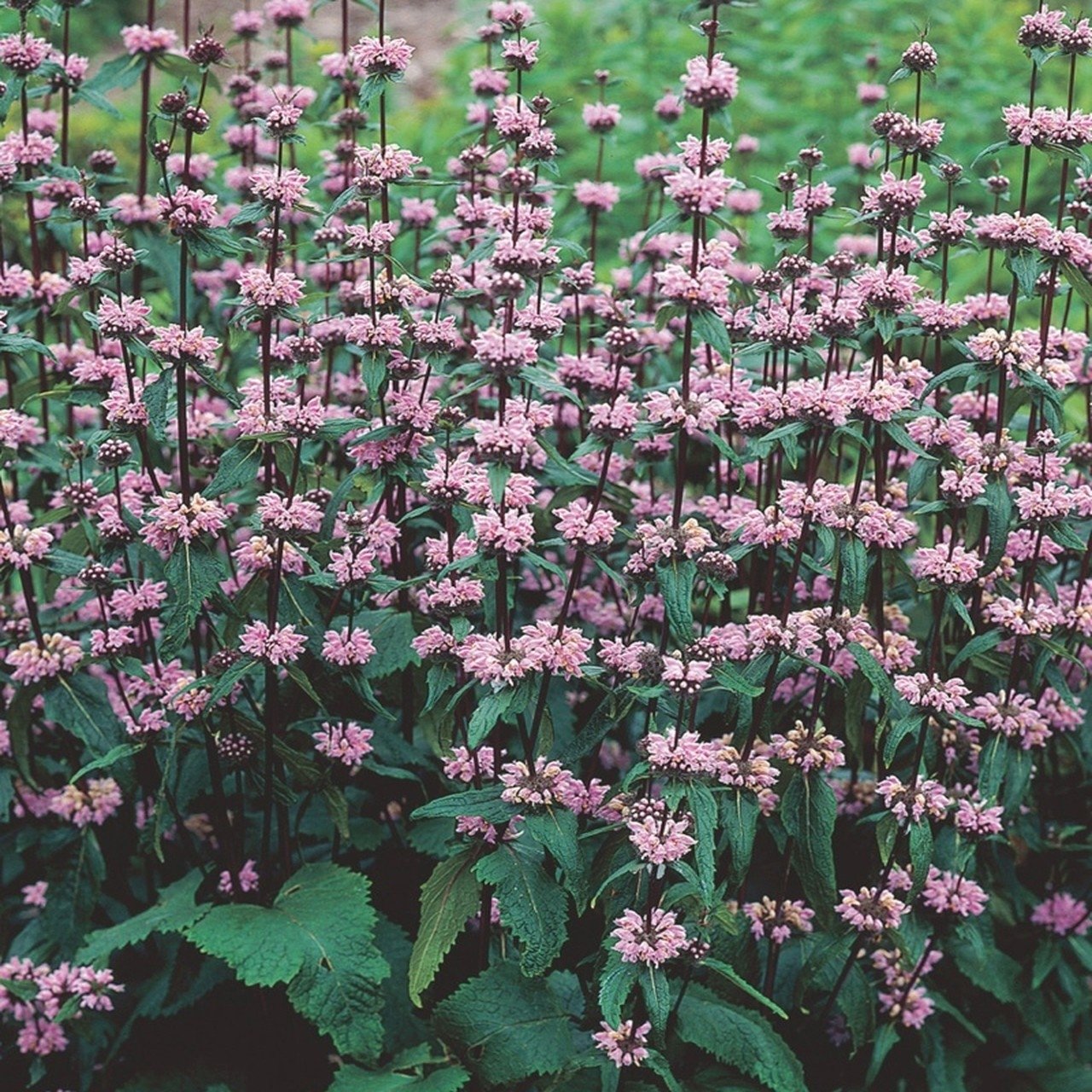 Phlomis