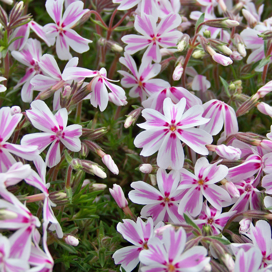 Phlox