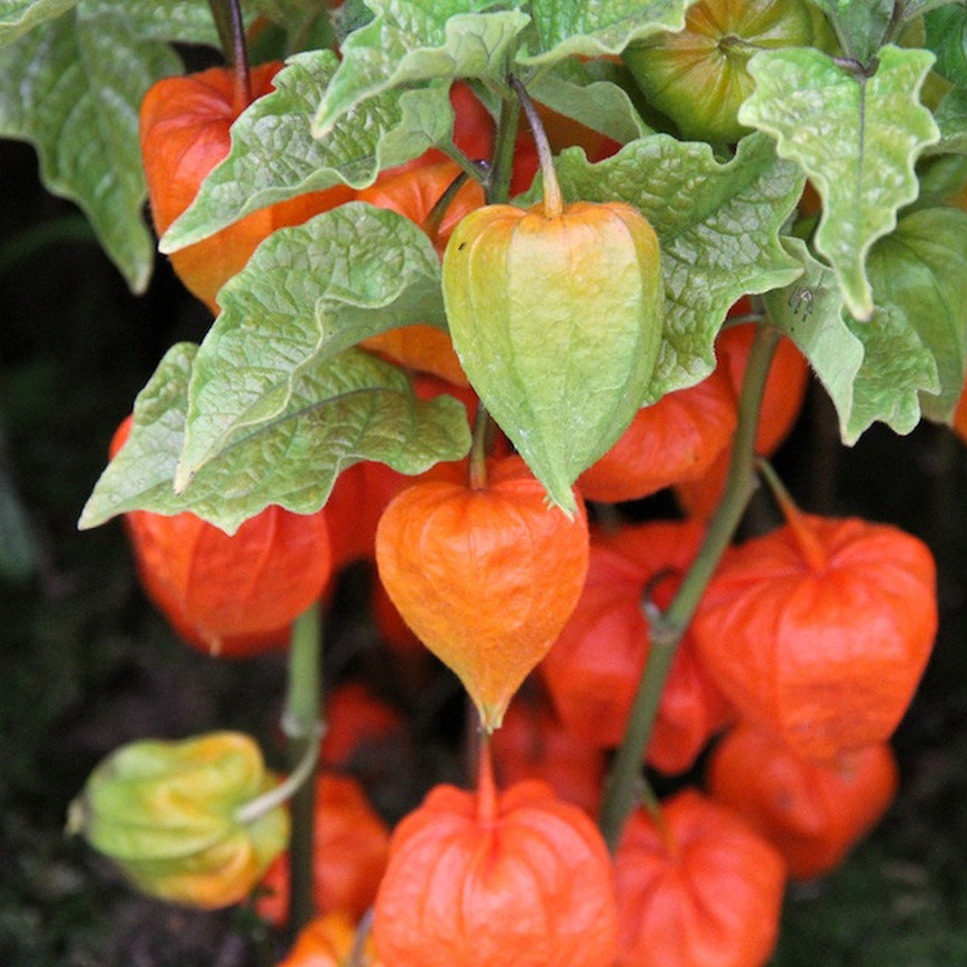 Physalis