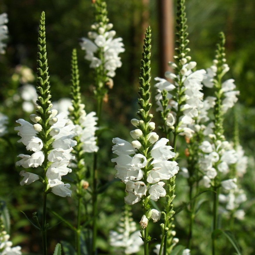 Physostegia