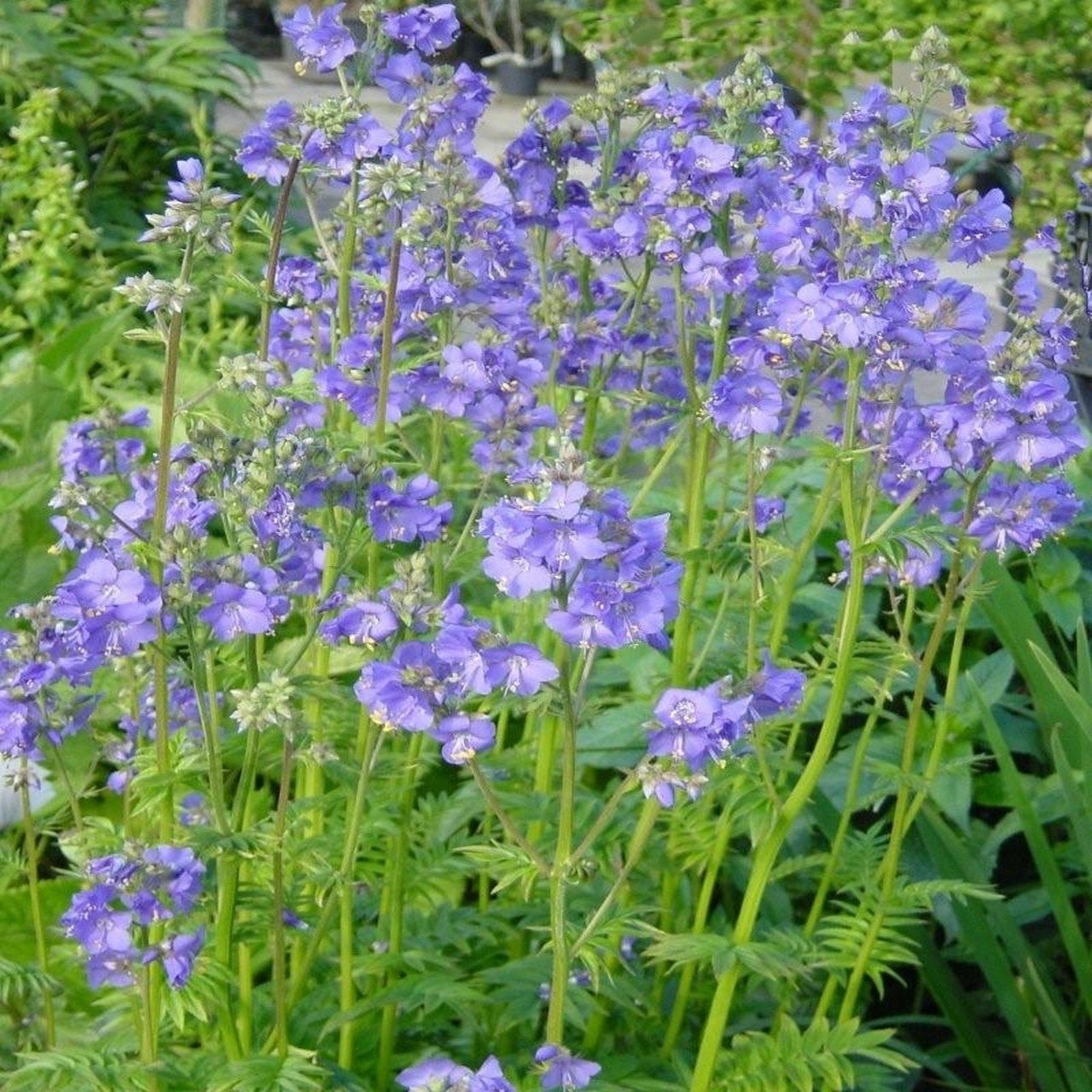 Polemonium