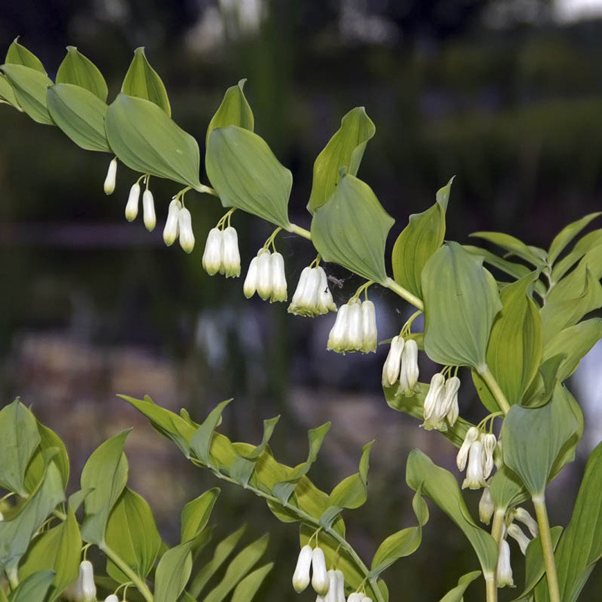 Polygonatum