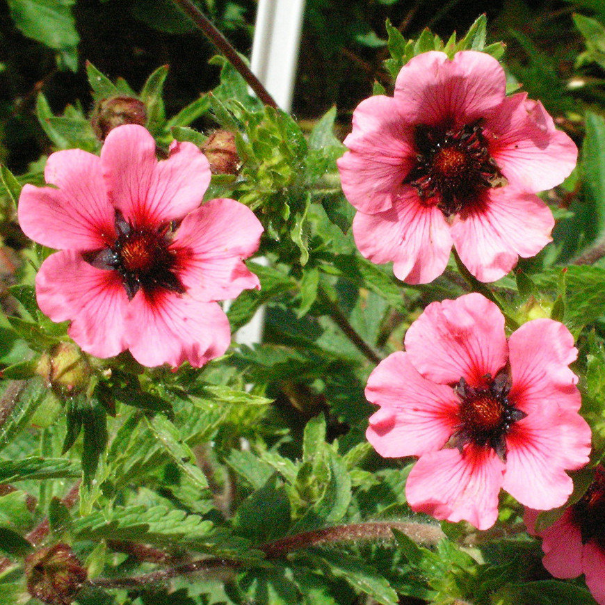 Potentilla