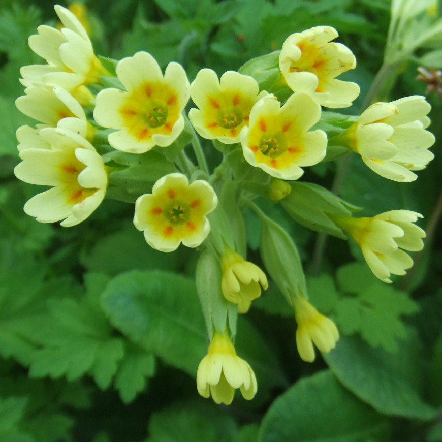 Primula