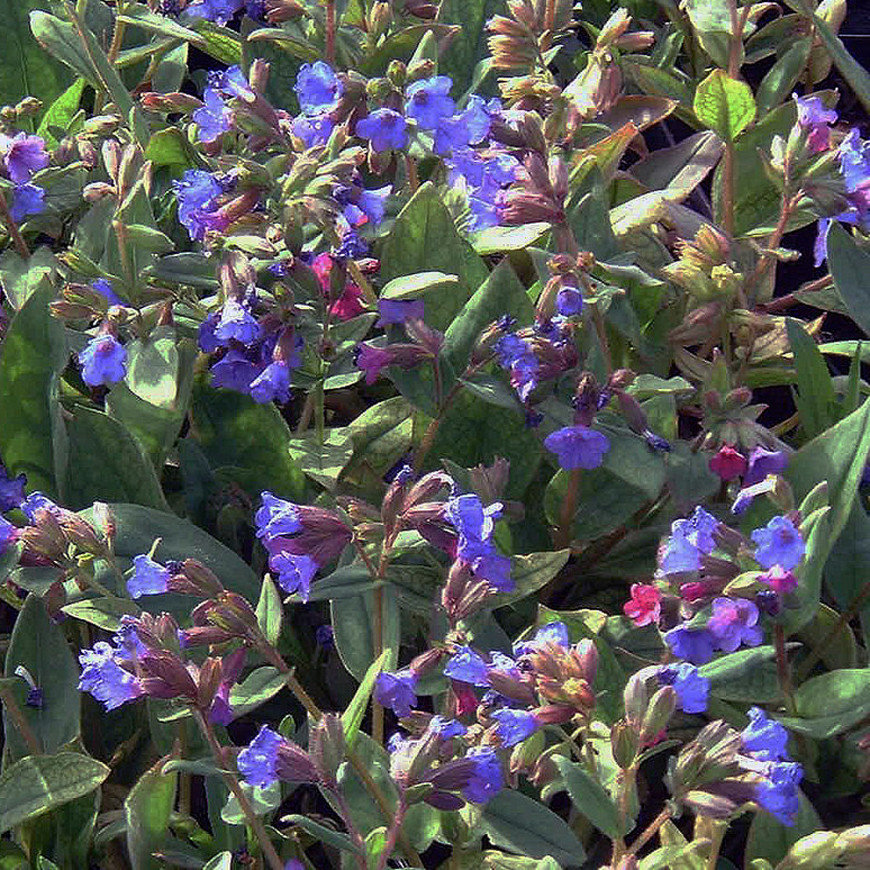 Pulmonaria