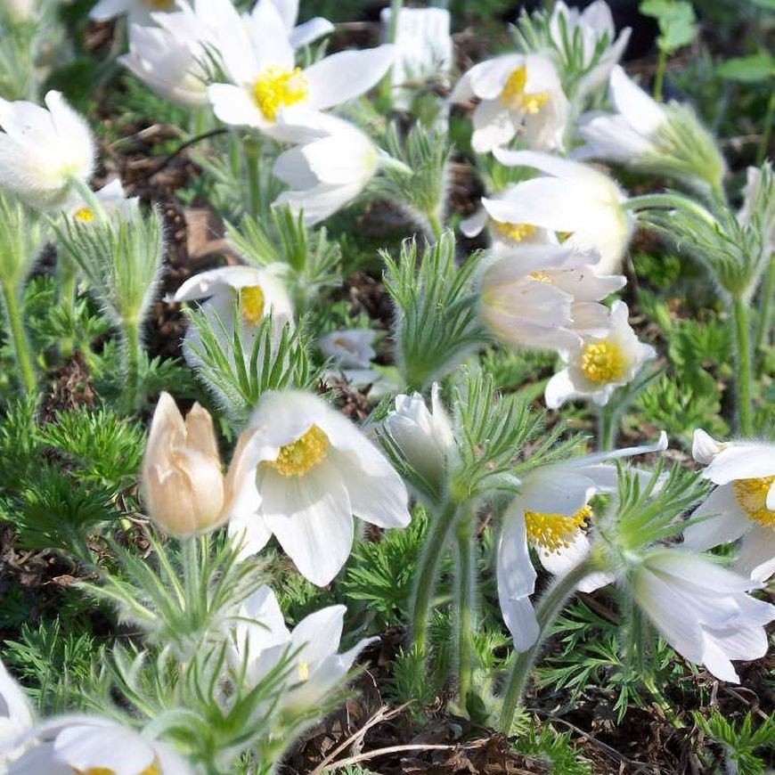 Pulsatilla