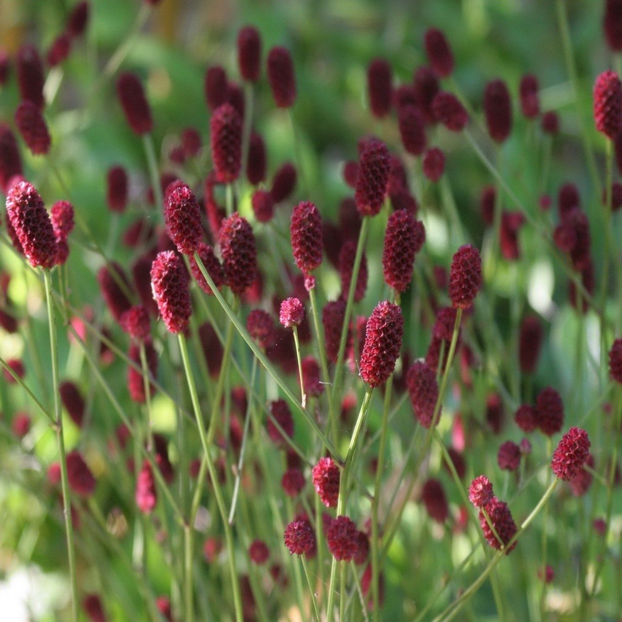 Sanguisorba