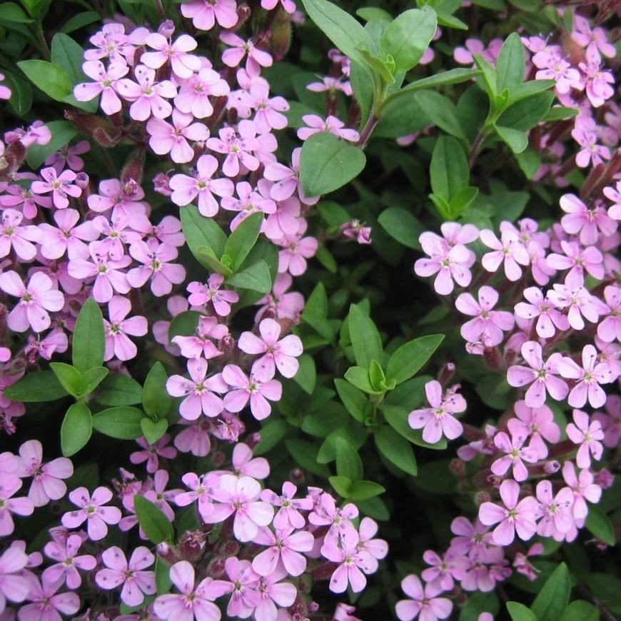 Saponaria