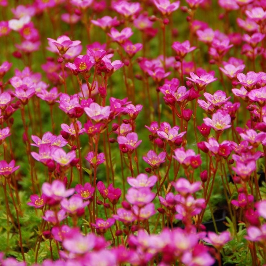 Saxifraga