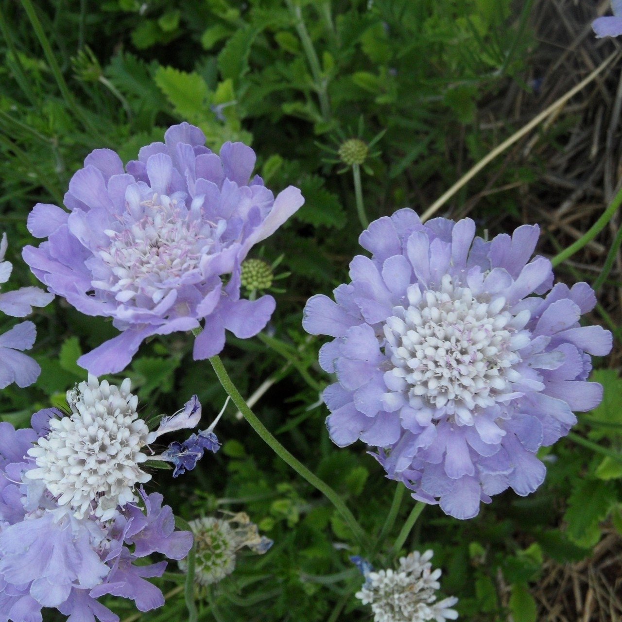 Scabiosa