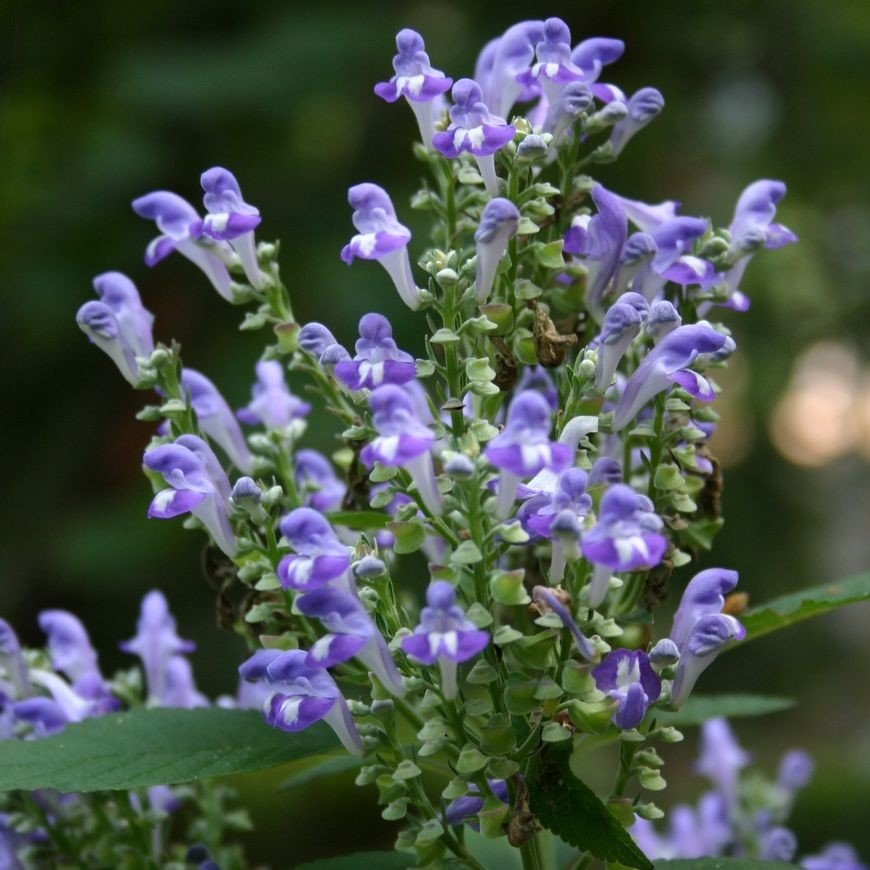 Scutellaria