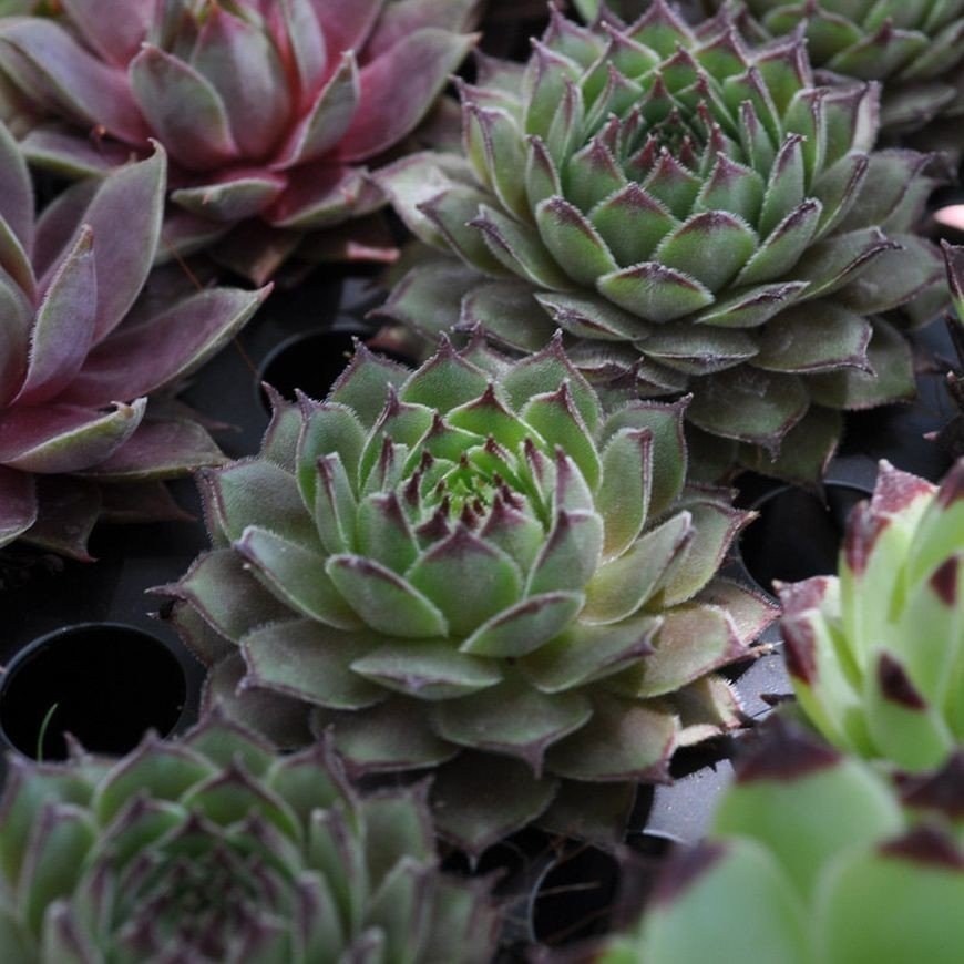 Sempervivum