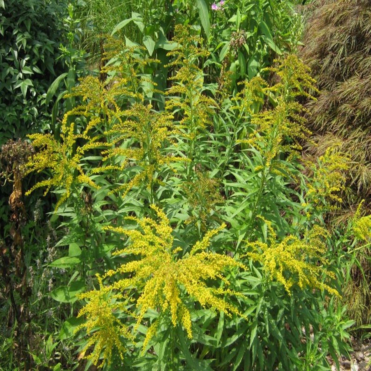 Solidago