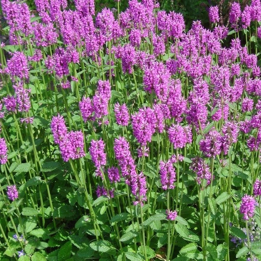 Stachys