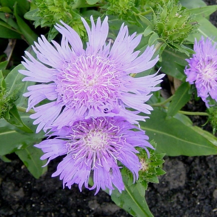 Stokesia