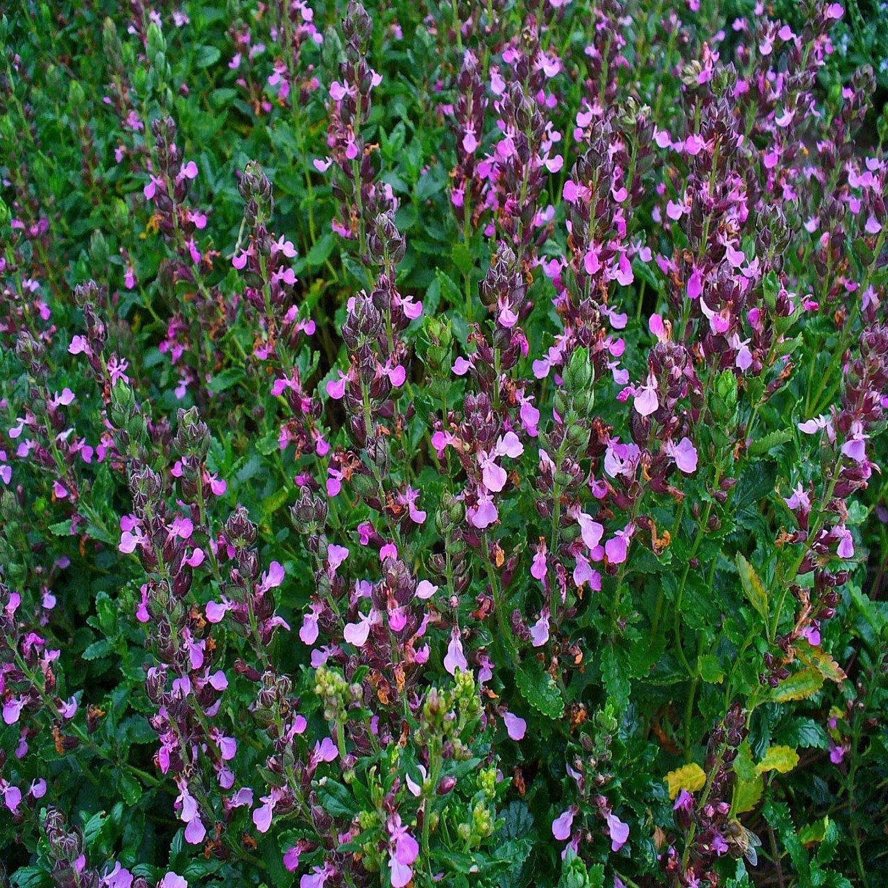 Teucrium