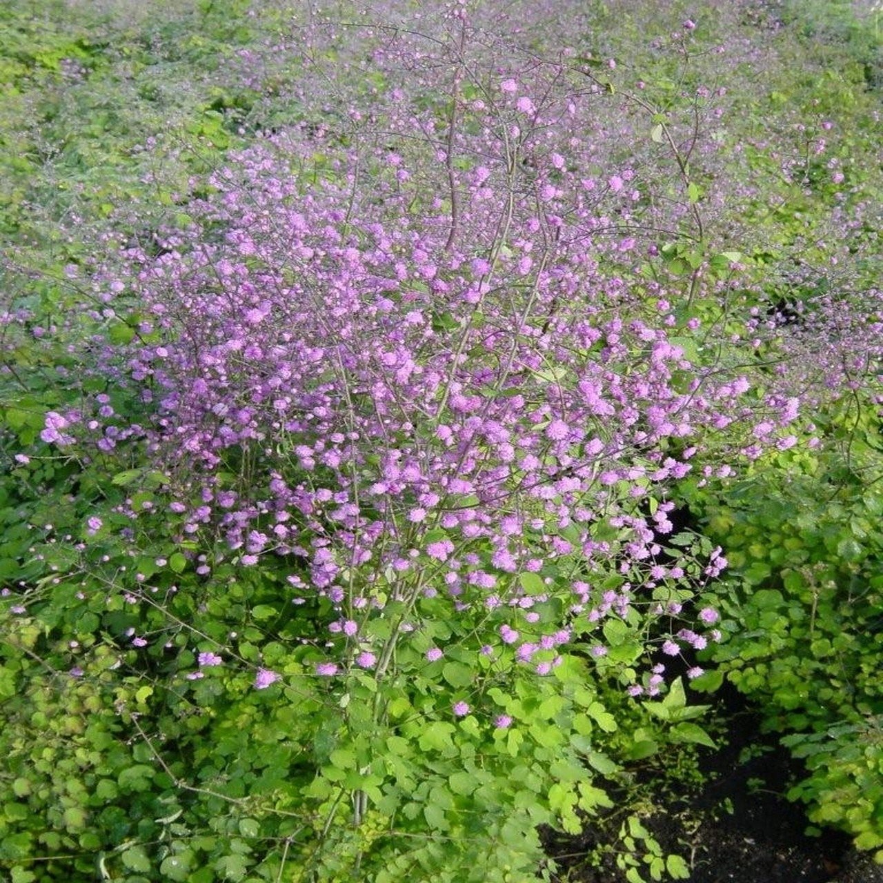 Thalictrum