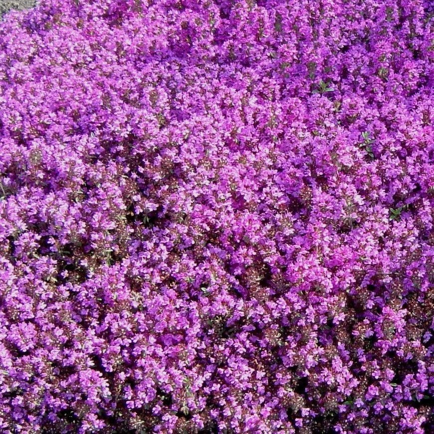 Thymus