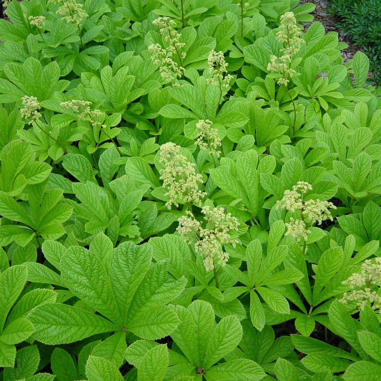 Rodgersia