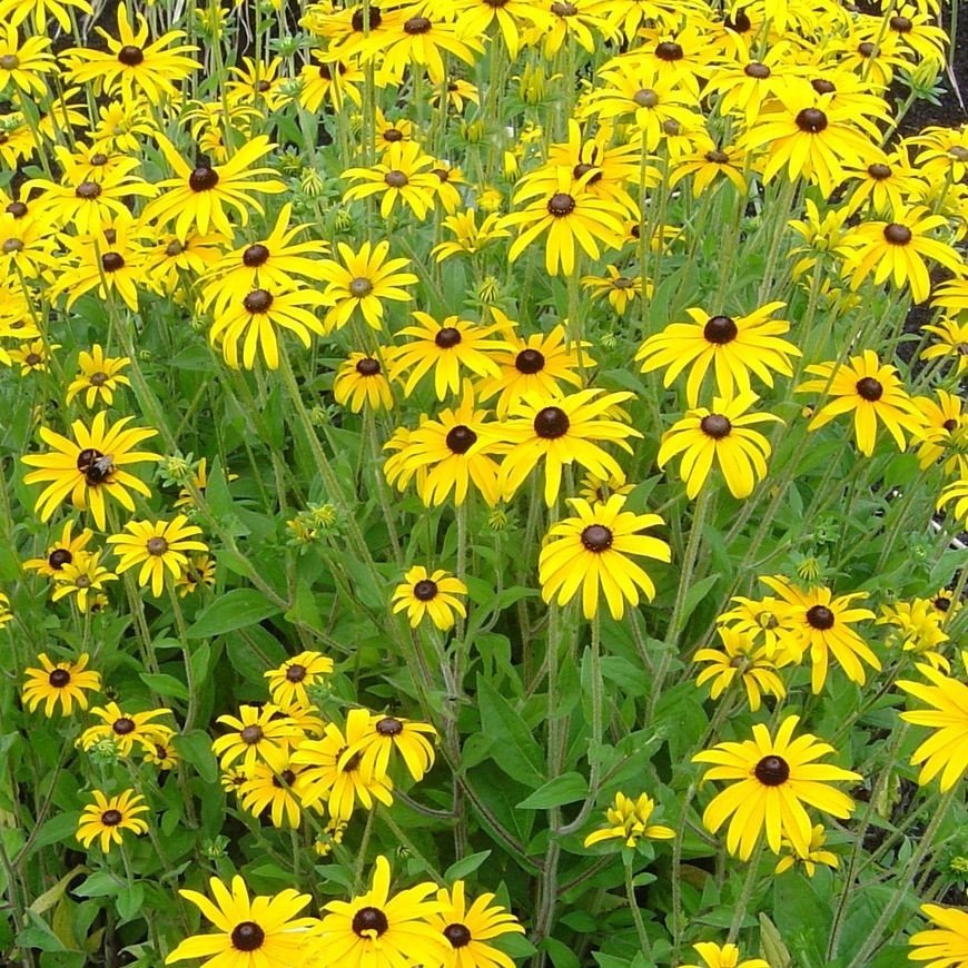 Rudbeckia