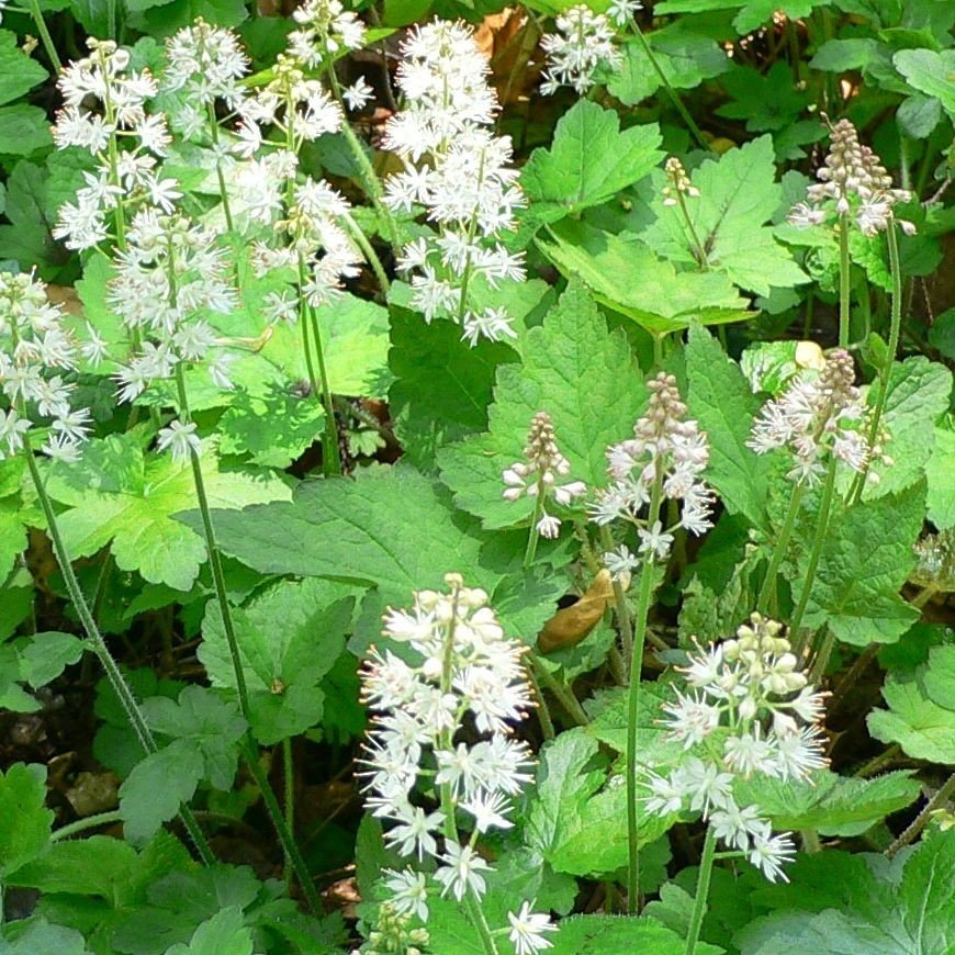 Tiarella