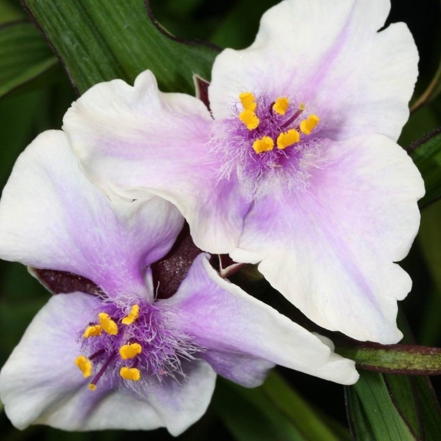 Tradescantia