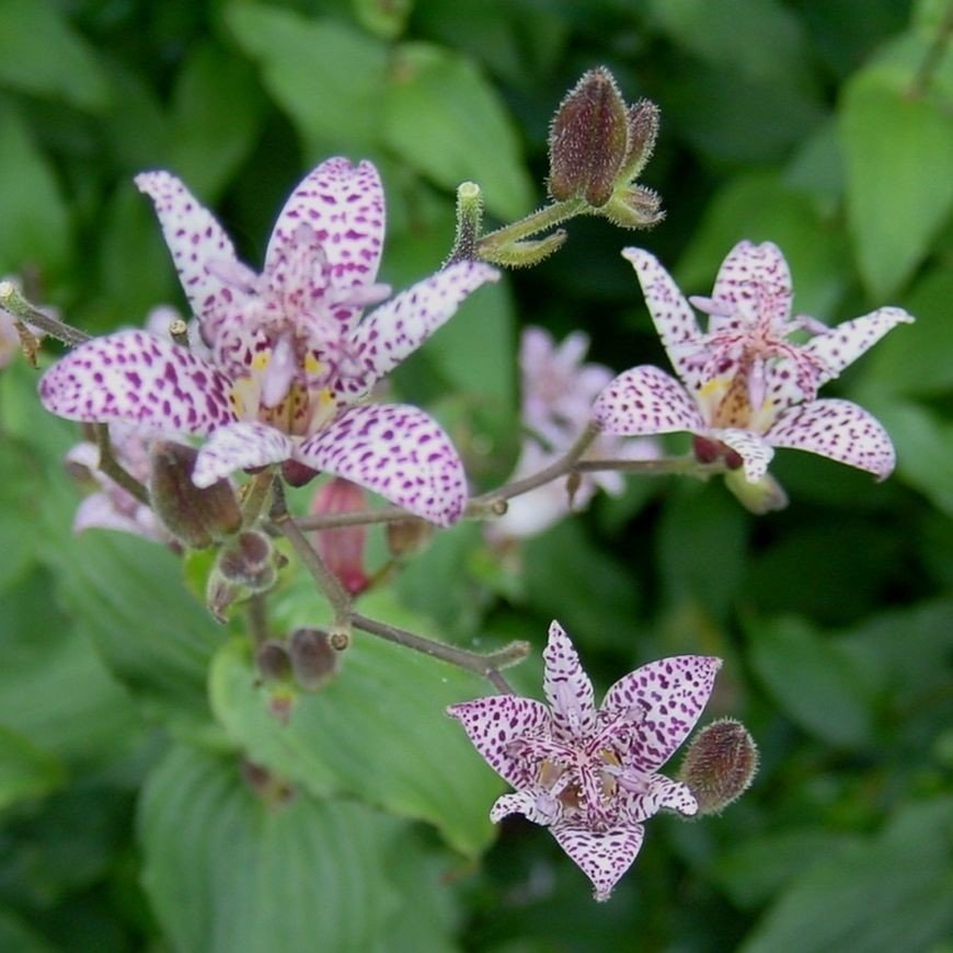 Tricyrtis