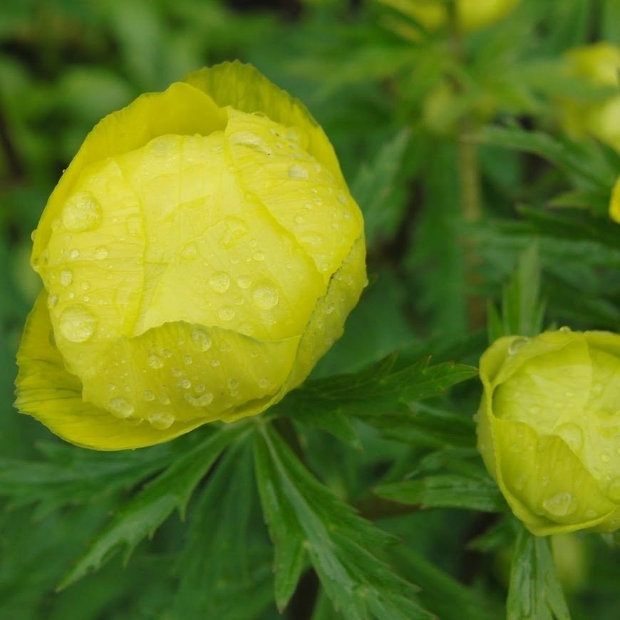 Trollius