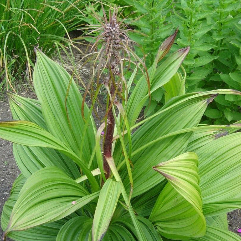 Veratrum