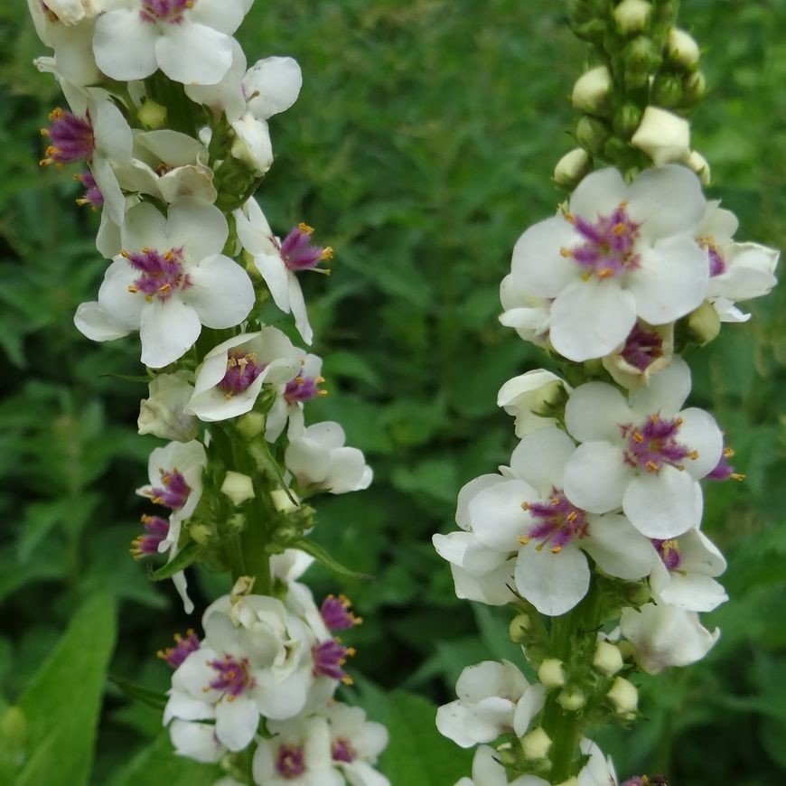 Verbascum