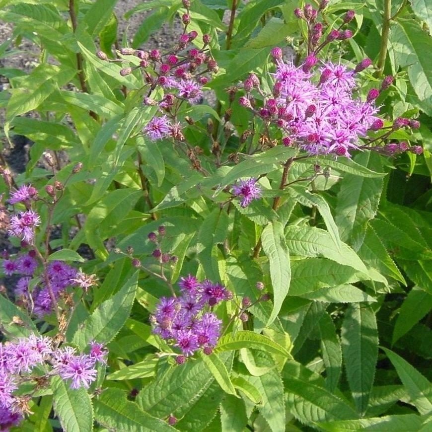 Vernonia