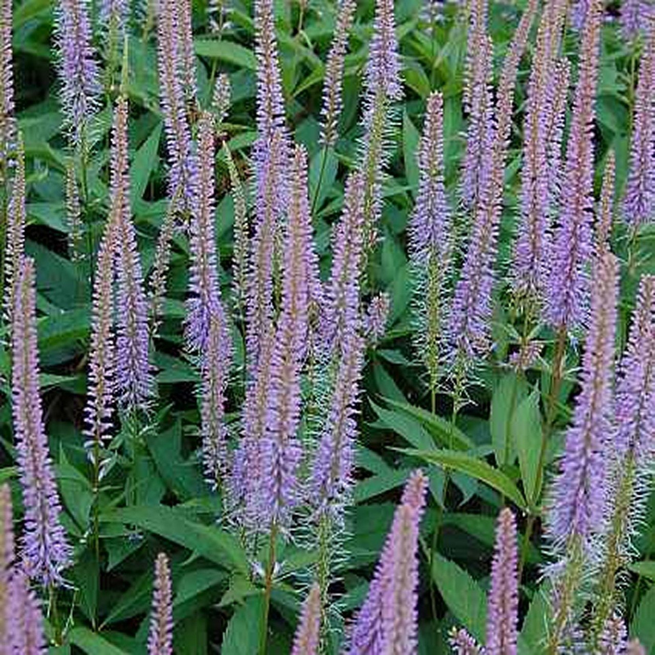 Veronicastrum