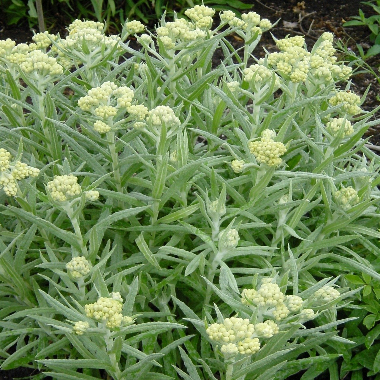 Helichrysum