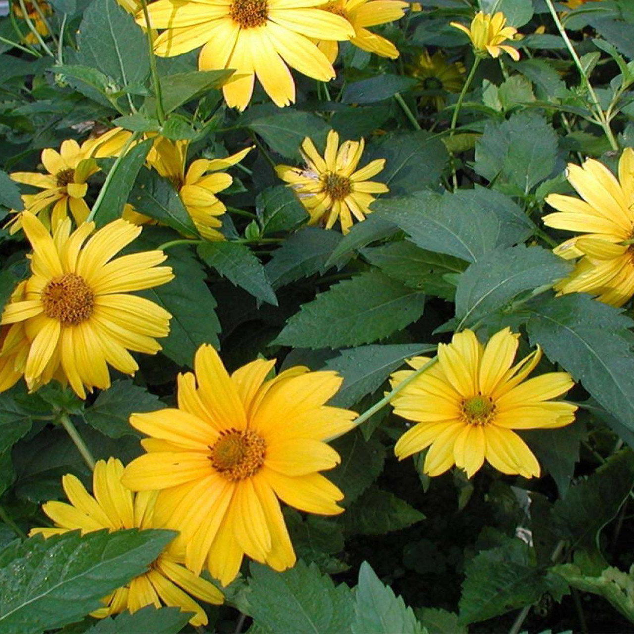 Heliopsis