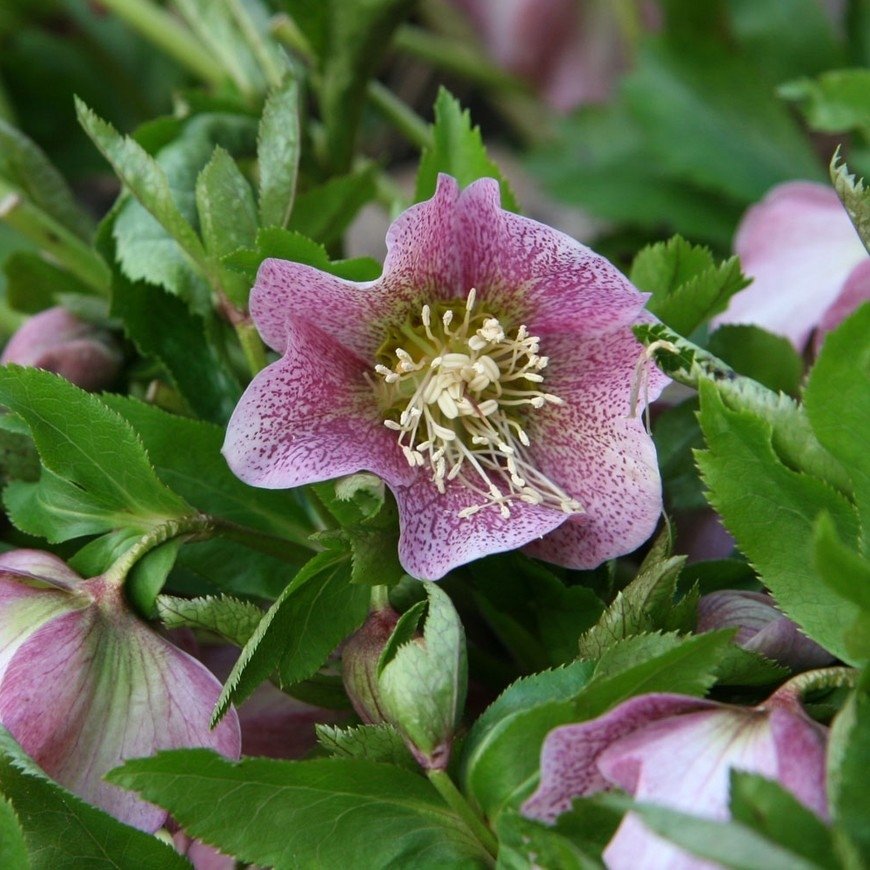 Helleborus