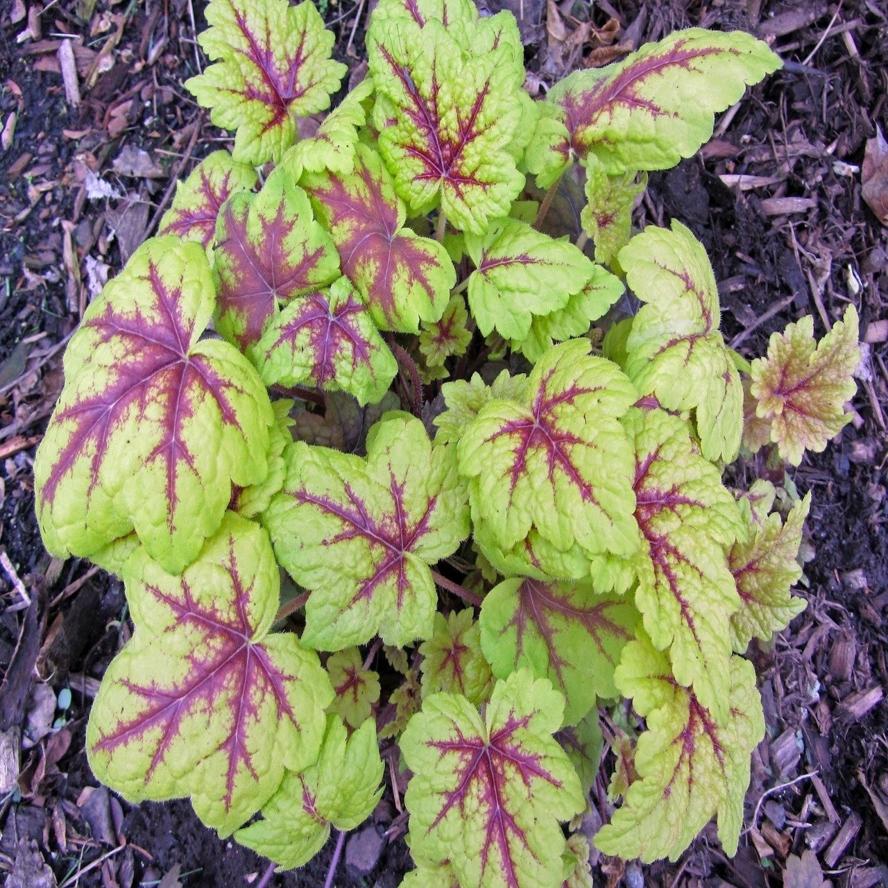 Heucherella