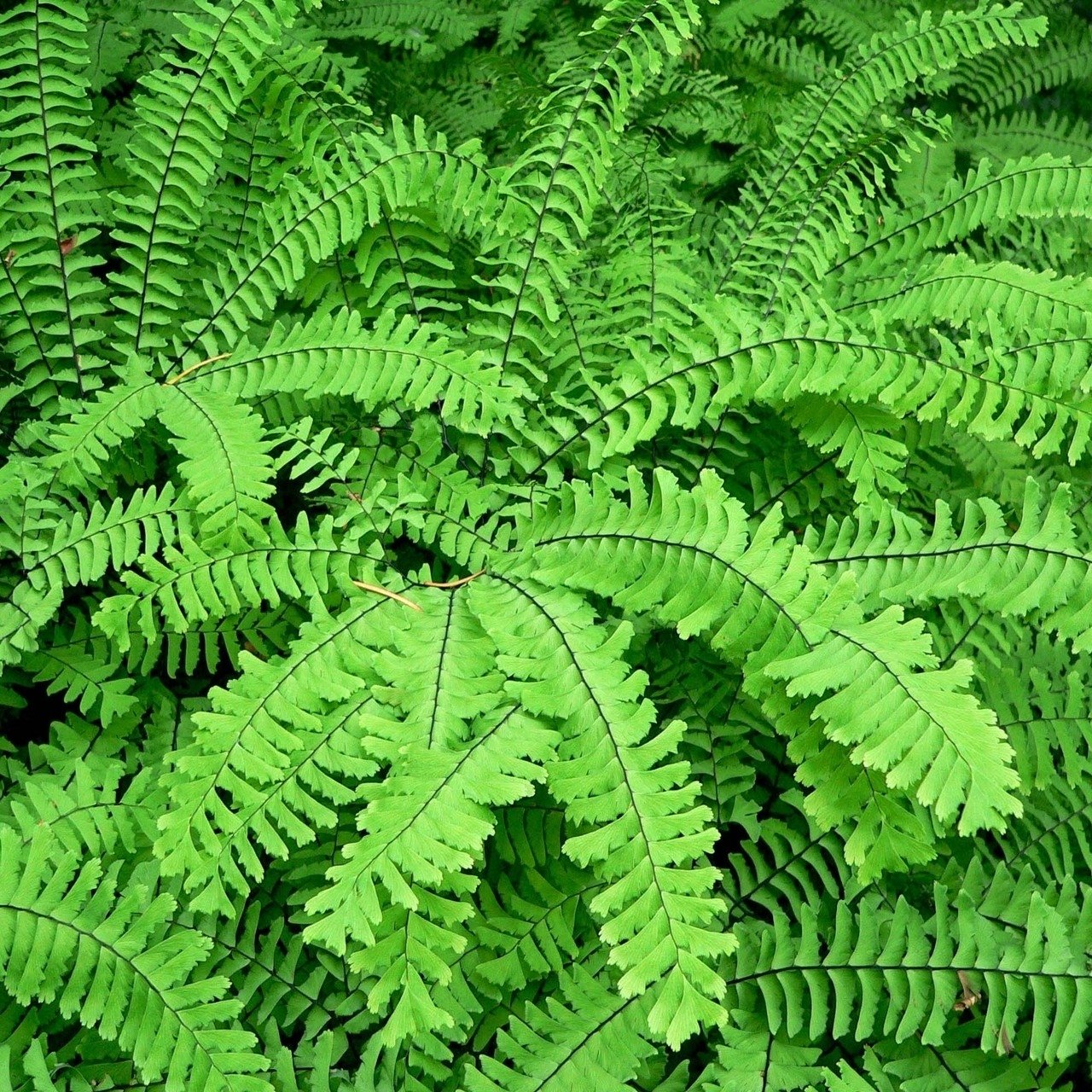 Adiantum