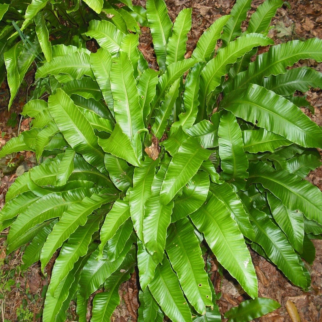 Asplenium